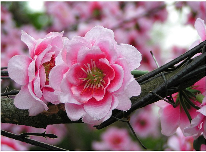 cherry blossoms 500 pixels
