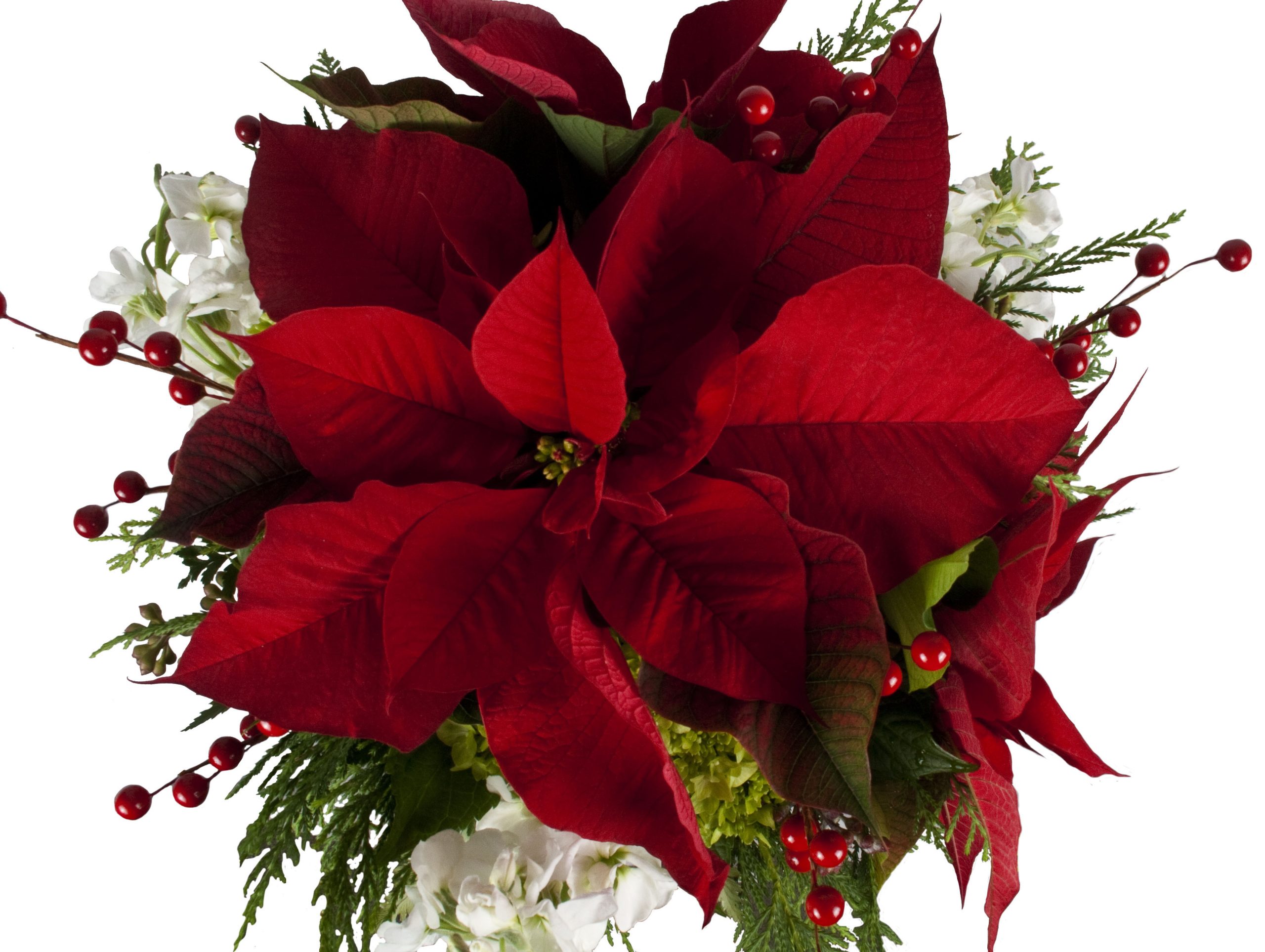top view poinsettia cropped