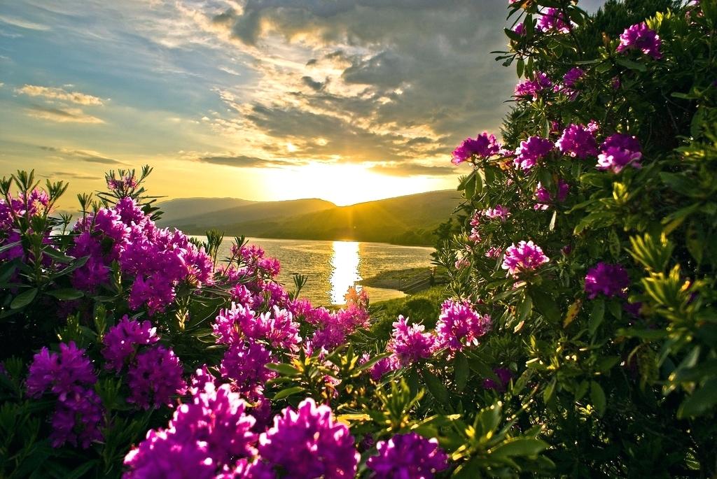 spring flowers desktop background beautiful wallpapers wallpaper blooming backgrounds