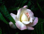 rose thumb