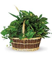 Large Basket Garden