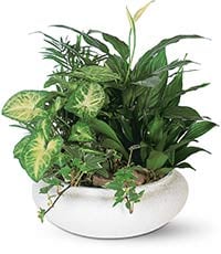 Medium Disk Garden
