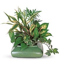 Small Dish Garden