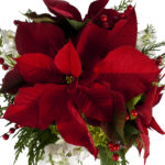 top view poinsettia cropped